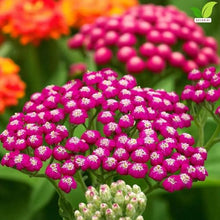 Votaniki Achillea Summerwine Yarrow Bare Root Perennial Wine Red Flowers Summer Blooming Drought Tolerant Plant for Garden Borders Cut Flower Outdoor Growing (Pack of 25)