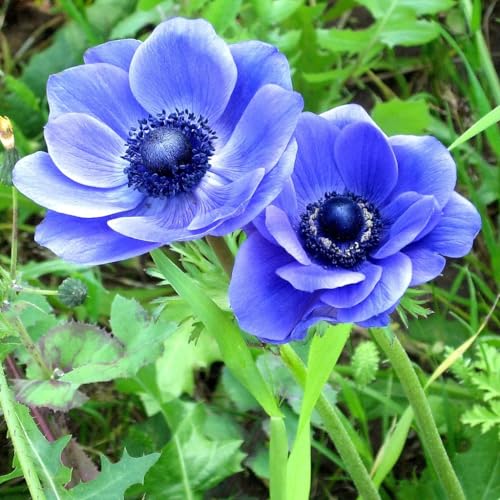 Votaniki Anemone Blue Poppy - Hardy Perennial, Long Lasting Blooms, Anemone Coronaria ‘Blue Poppy’ Bulbs | Spring Flowering Bulbs, Easy to Grow (250 Pack)