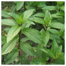 Everwilde Farms 1 Lb Peppermint Herb Seeds Gold Vault Purple