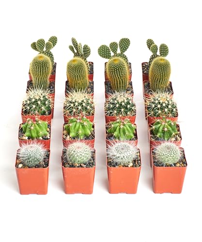 Shop Succulents Premium Live Mini Cactus Plants in Bulk 2" Pots, Easy Care Indoor or Outdoor Gardening, Terrariums, Favors, & Contemporary Spaces with Hardy, Resilient Varieties, Pack of 256