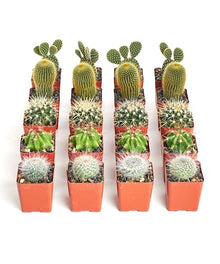 Shop Succulents Premium Live Mini Cactus Plants in Bulk 2" Pots, Easy Care Indoor or Outdoor Gardening, Terrariums, Favors, & Contemporary Spaces with Hardy, Resilient Varieties, Pack of 256