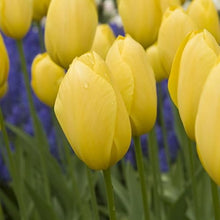 1,000 Bulbs - Bulk Yellow Tulips Flower Bulbs - 1,000 Bulbs per Pack - Good as Cut Flowers - Easy to Grow Live Plants - Outdoor Garden