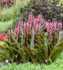 Votaniki Purple Reign Pineapple Lily Eucomis Top Size Bulb with Burgundy Foliage and Pink Mauve Flower Spikes for Patio Containers Borders Cut Flowers and Summer Gardens
