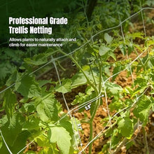 Hortomallas 6.5 Feet by 4920-Feet Professional Grade Vegetable Support Trellis Netting Roll/Scrog Net Roll, (79" x 4920' / 2m x 1500m) (mesh 5.9"x6.7" / 15cm x 17cm)