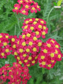 Votaniki Achillea Paprika Yarrow Bare Root Perennial Ruby Red Salmon Flowers Summer to Fall Blooming Drought Tolerant Plant for Garden Borders Cut Flower Outdoor Growing (Pack of 25)