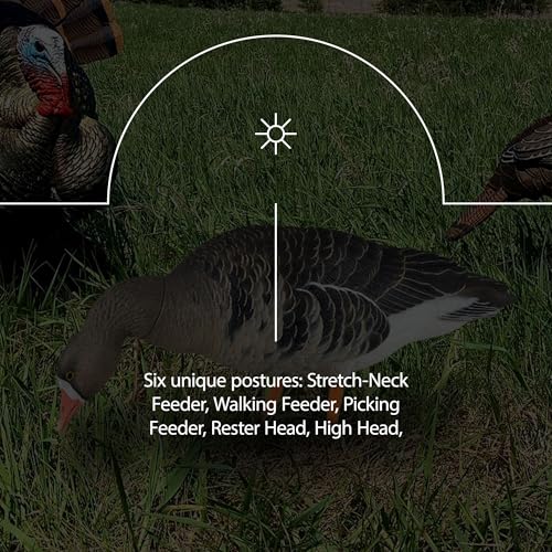 Avian-X AXP Specklebelly Decoy Fusion Pack 18 Pack