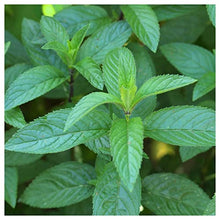 Everwilde Farms 1 Lb Peppermint Herb Seeds Gold Vault Purple
