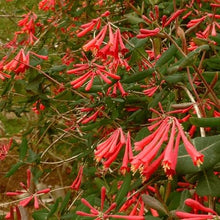 Votaniki Red Honeysuckle Vine (Lonicera sempervirens) 1-2ft Plant | Vibrant Perennial, Fast Growing Flowering Vine – Easy to Grow & Pollinator Friendly (10 Pack)