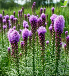Votaniki Kobold Gayfeather Liatris spicata Top Size Flower Bulbs with Rose Lavender Summer Blooms and Strong Stems for Sunny Gardens Borders Containers and Cut Flowers