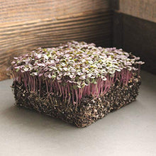 Mountain Valley Seed Company Organic Basil Herb Garden Seeds Red Rubin 5 Lb Bulk Non-GMO