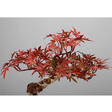 YXIANG56Q Fake Plants Artificial Red Maple Potted Plants Fake Green Plants Bonsai Zen Decoration Exhibition Hall Space Tea Room Study Room Shopping Mall Restaurant Bonsai Tree