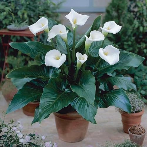 Votaniki Calla Lily Aethiopica Bulbs for Forcing - Perennial Beauty, Indoor Blooms with Stunning White Flowers | Spring Flowering Calla Lilies Bulbs, Easy to Grow (25 Pack)