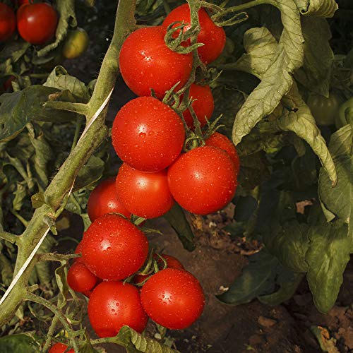 Mountain Valley Seed Co Tomato Seeds Gardener's Delight 1 Lb ~120,000 Seeds