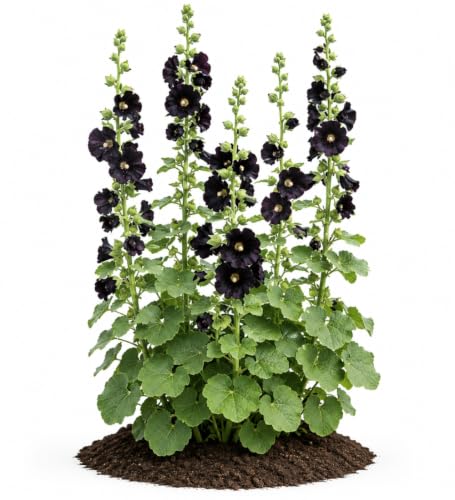 Votaniki Alcea Rosea Blacknight Hollyhock Root Live Plant Deep Black Purple Flowers Tall Perennial Cottage Garden Accent for Borders Cut Flower Gardens and Landscapes (25 Pack)