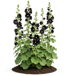 Votaniki Alcea Rosea Blacknight Hollyhock Root Live Plant Deep Black Purple Flowers Tall Perennial Cottage Garden Accent for Borders Cut Flower Gardens and Landscapes (25 Pack)