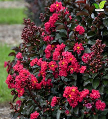 Votaniki Lagerstroemia Cherry Mocha Crapemyrtle Live Bare Root Shrub with Cherry Red Flowers Burgundy Foliage Compact Habit for Containers Borders and Landscape Gardens