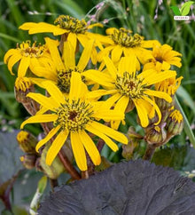 Votaniki Ligularia Midnight Lady #1 Size Root Dark Green Purple Blushed Foliage Golden Orange Flowers for Moist Borders Pollinator Gardens and Wet Site Planting