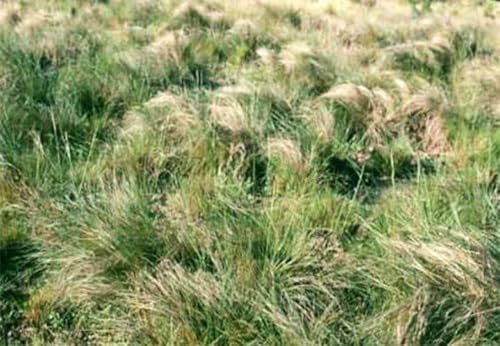 Hancock Seed Co. Weeping Lovegrass Seeds, 50 lbs.
