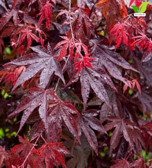Votaniki Bloodgood Japanese Maple Live Tree 2 to 3 Feet Tall Acer palmatum with Burgundy Red Foliage for Containers Small Gardens Landscape Accents and Specimen Planting