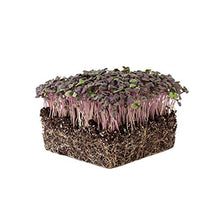 Mountain Valley Seed Company Organic Basil Herb Garden Seeds Red Rubin 5 Lb Bulk Non-GMO