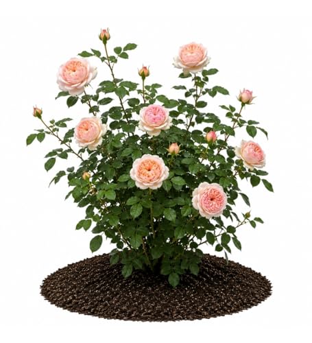 Votaniki Parfuma Bliss Floribunda Rose Bare Root Plant Creamy Pink Apricot Double Blooms Fragrant Repeat Flowering Disease Resistant Shrub Rose for Gardens Landscapes (12 Pack)