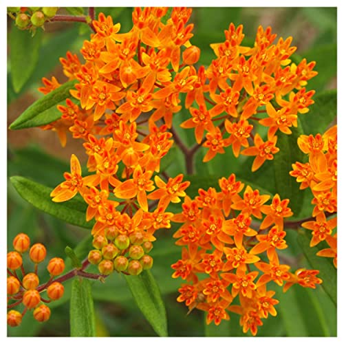 Everwilde Farms - 1 Lb Butterfly Weed Native Wildflower Seeds - Gold Vault