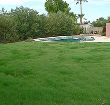 Outsidepride Xeriscape Native Prairie Grass Seed Mix – 25 lb. Perennial, Warm-Season, Cold & Drought-Tolerant, Fine Leaved, Dense Turf Grass Seeds for Lawn, Ground Cover & Arid Xeriscape Landscaping