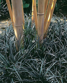 Classy Groundcovers: Black Mondo Grass, 25 Pots - 3 1/4 in.