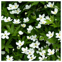 Everwilde Farms - 1 Lb Canada Anemone Native Wildflower Seeds - Gold Vault