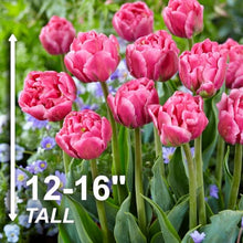 Garden State Bulb Arosa Double Late Tulip Flower Bulbs, 11/12cm (Bag of 250)