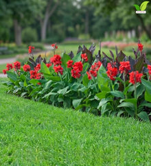Votaniki Red Beauty Dwarf Canna #1 Size Rhizome, Vivid Red Summer Flowers, Compact Green Foliage for Containers, Sunny Borders, Patio Gardens and Tropical Displays