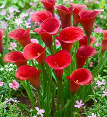 Votaniki Hybrid Calla Lily Red Alert Seeds Scarlet Red Trumpet Flowers with Speckled Green Foliage for Containers Borders Bouquets and Summer Garden Planting