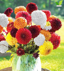 Votaniki Giant Ball Dahlia Mixture Top Size Tuber Clump with Large Mixed Color Double Blooms for Sunny Borders, Cut Flower Gardens, Group Plantings and Summer Displays