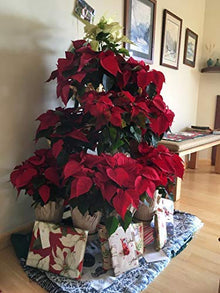 Creative Displays Half Round Poinsettia Tree Rack Display (3.5 Ft) & Matching Heavy Duty PVC Tray - Freestanding Vertical Garden Frame - Great for Poinsettias, Flowers, Plants, Succulents, and More