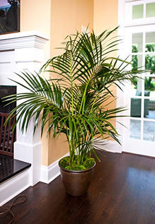 Kentia Palm - Live Plant in an 10 Inch Growers Pot - Howea Forsteriana - Beautiful Clean Air Indoor Outdoor Houseplant
