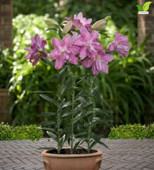 Votaniki Lotus Wonder Double Oriental Lily Top Size Bulbs, Fragrant Bright Pink Double Flowers, 36 to 40 Inch Summer Bloomer for Sunny Gardens, Containers and Cut Flowers