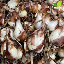 Votaniki Tigridia Pavonia Alba Grandiflora Bulbs for Planting White Tiger Flower Summer Blooming Perennial Easy to Grow Garden Beds Borders Containers Cut Flowers (250 Pack)