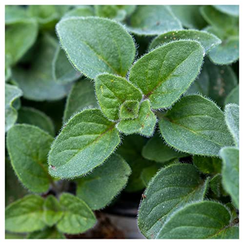 Everwilde Farms - 1/4 Lb Organic Israeli Oregano Herb Seeds - Gold Vault