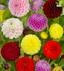Votaniki Giant Ball Dahlia Mixture Top Size Tuber Clump with Large Mixed Color Double Blooms for Sunny Borders, Cut Flower Gardens, Group Plantings and Summer Displays