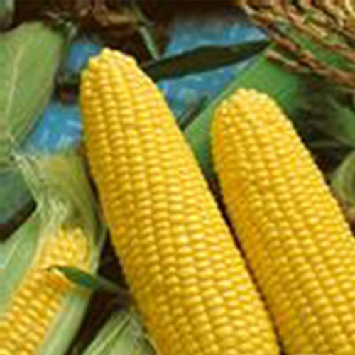 Mountain Valley Seed Co Jubilee Hybrid Corn Garden Seed 25 Lb Bulk ~52,000