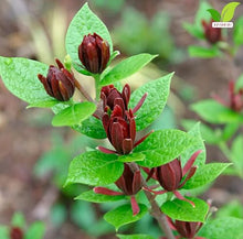Votaniki Sweetshrub Calycanthus floridus Live Plant Fragrant Reddish Maroon Flowers Spring Blooming Shrub for Garden Borders Outdoor Landscaping Full Sun Partial Shade (Pack of 25)