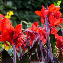 Votaniki Black Knight Giant Canna Lily Tubers for Planting Tall Red Tropical Flowers Bronze Leaf Summer Bloom Outdoor Garden Border Container Plants Full Sun Zones 3-10 (Pack of 50)