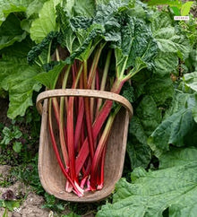 Votaniki Victoria Rhubarb Bare Root Plant Edible Perennial with Thick Green Stalks and Heavy Harvest Potential for Vegetable Gardens Homesteads and Landscape Plantings