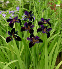 Votaniki Black Gamecock Louisiana Iris #1 Size Bare Root, Deep Purple 4 to 6 Inch Flowers for Rain Gardens, Water Gardens, Borders, Cut Flowers and Mass Planting