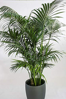 Kentia Palm - Live Plant in an 10 Inch Growers Pot - Howea Forsteriana - Beautiful Clean Air Indoor Outdoor Houseplant