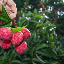 Live Mauritius Lychee Tree – Litchi chinensis | Tropical Lychee Fruit Tree Live Plant in 4 Inch Pot | Sweet & Fragrant Exotic Plant | Healthy Live Plant | Pack of 5