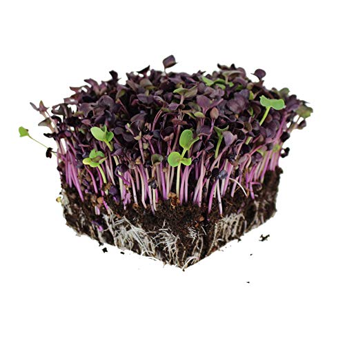 Mountain Valley Seed Company Rambo Purple Sprouting Radish Seeds 25 lbs Bulk Non-GMO Organic Purple