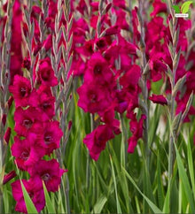 Votaniki Plum Tart Gladiolus Bulbs Large Purple Summer Blooms Tall Cut Flower Variety for Borders Containers Pollinator Gardens and Seasonal Landscape Displays