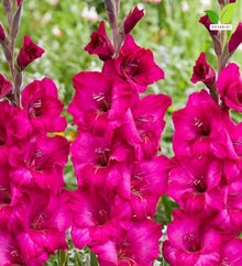 Votaniki Fidelio Gladiolus Top Size Bulbs Dark Pink Purple Summer Flower Tall Blooming Spikes for Garden Borders Cut Flower Arrangements Full Sun Outdoor Planting (Pack of 250)