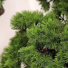Artificial Bonsai Tree Simulation Welcoming Pine Artificial Bonsai Home Interior Pine Maple Leaf Tree Landscape Plant Decorations Office Decoration Bonsai (Color : B)